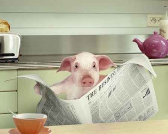 Pignews