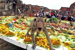 Уволенная Monkey